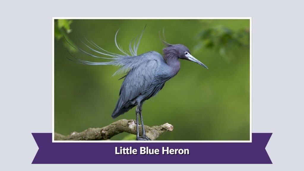 Little Blue Heron