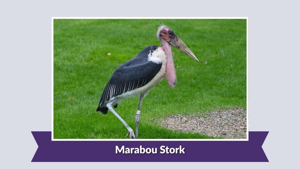 Marabou Stork
