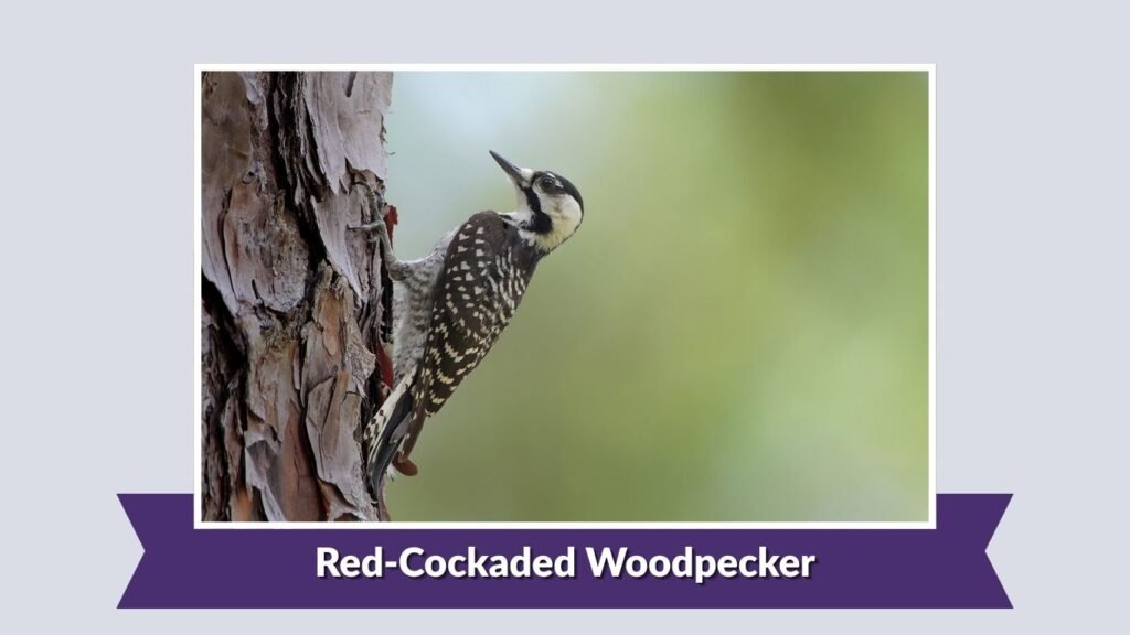 Red-Cockaded Woodpecker