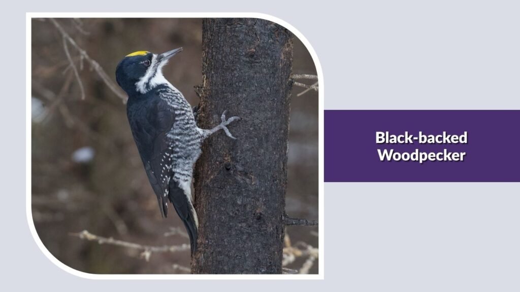 Black-backed Woodpecker