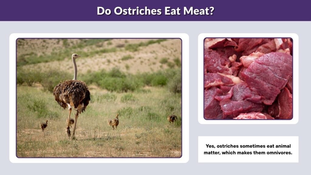 Do Ostriches Eat Meat?