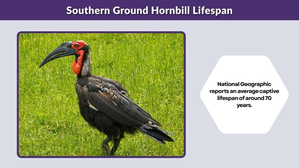 Southern Ground Hornbill Lifespan
