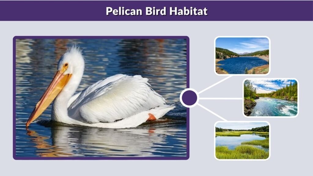 Pelican Bird Habitat