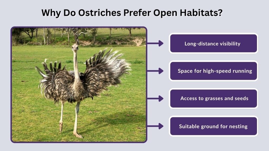 Why Do Ostriches Prefer Open Habitats?