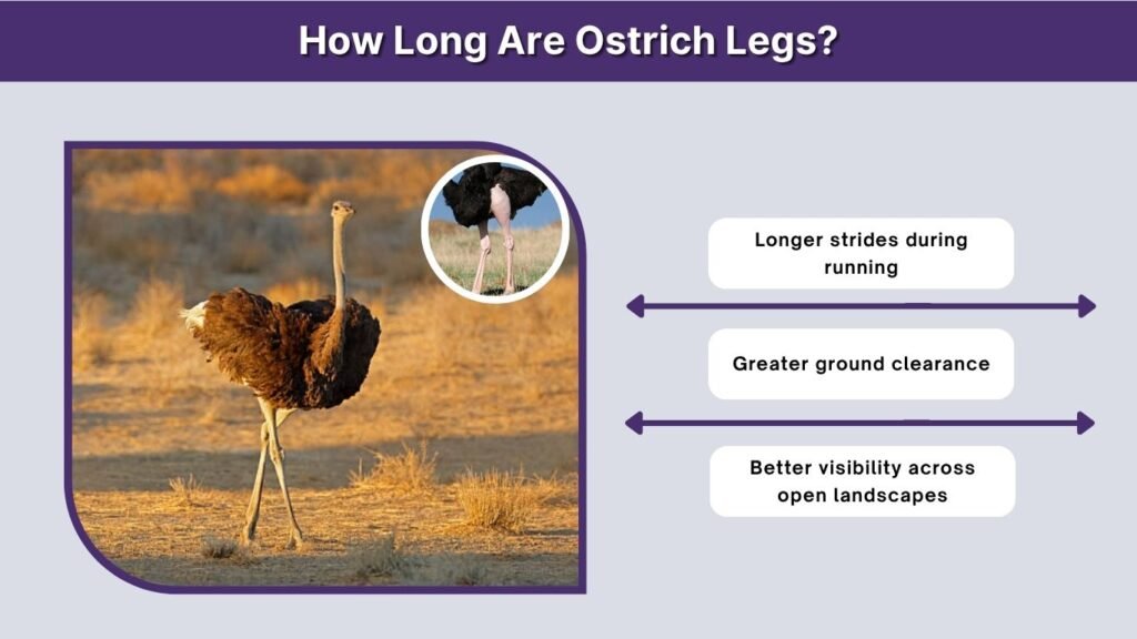 How Long Are Ostrich Legs?