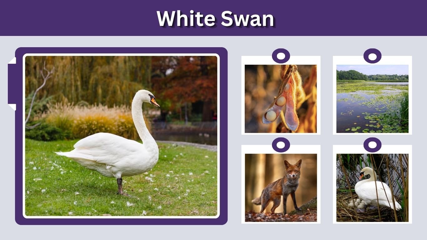 White Swan: Species, Habitat, Diet, Lifespan and Facts