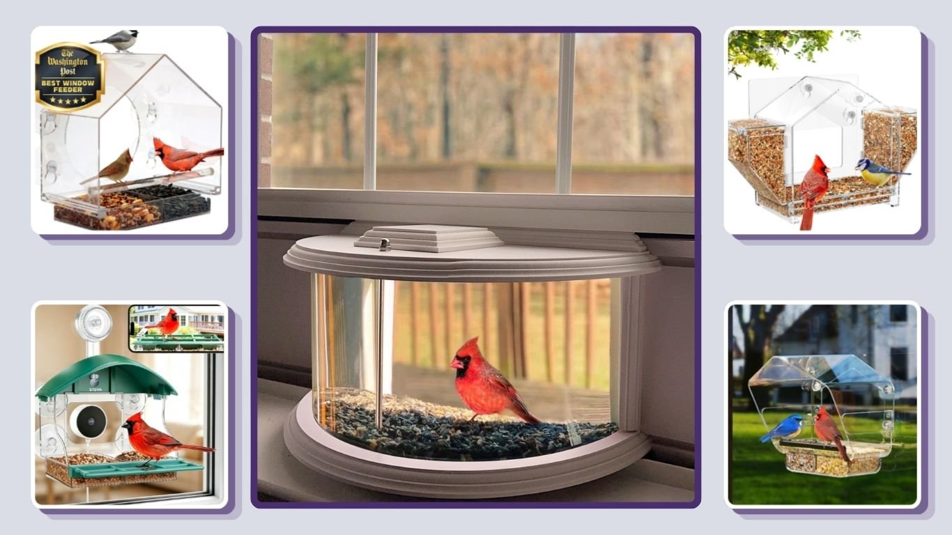 Top 10 Best Window Bird Feeders for Close-Up Bird Watching