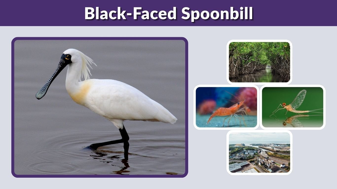 Black-Faced Spoonbill: Habitat, Diet, Migration & Facts