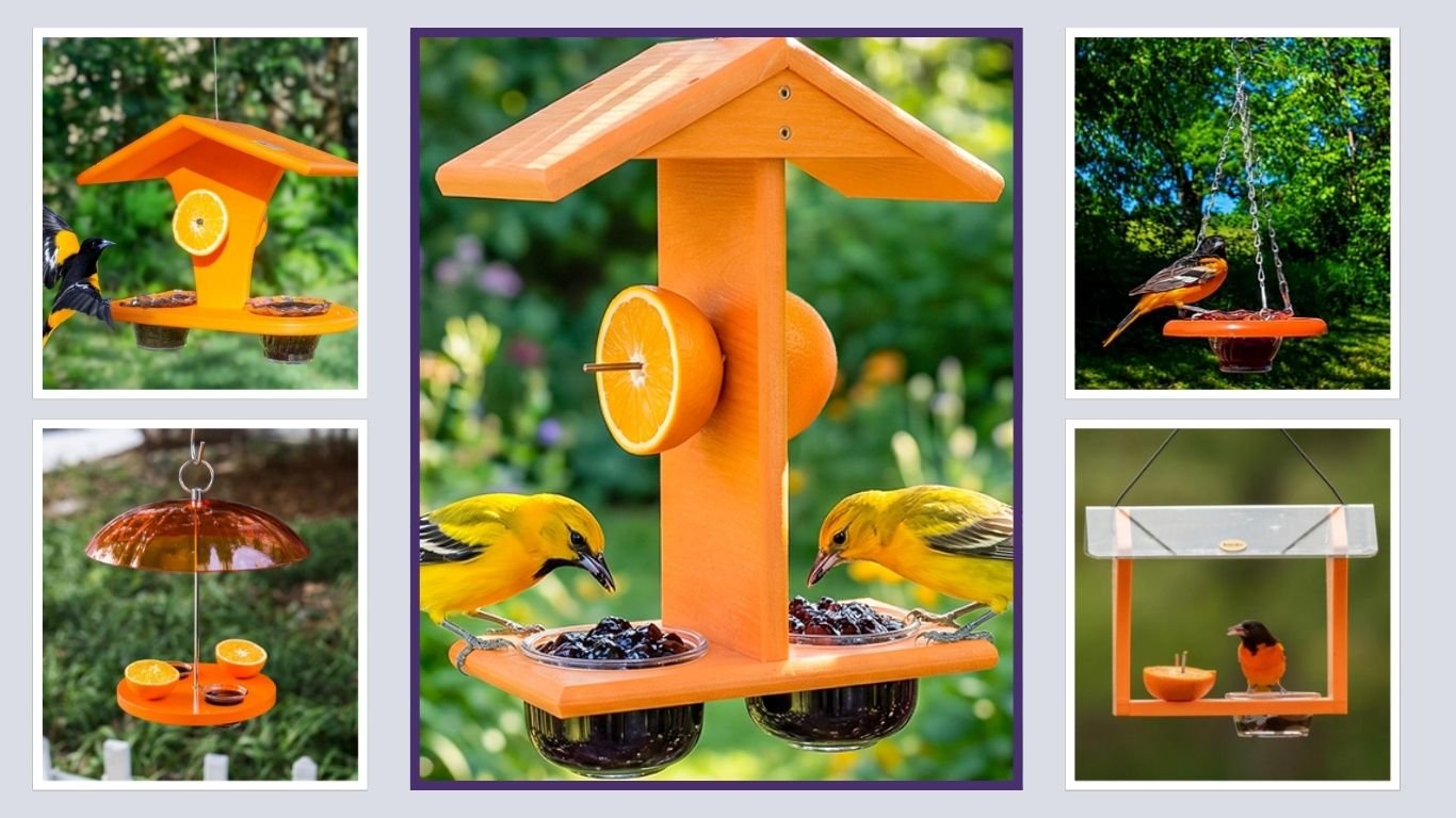 10 Best Oriole Bird Feeders for Attracting Baltimore Orioles