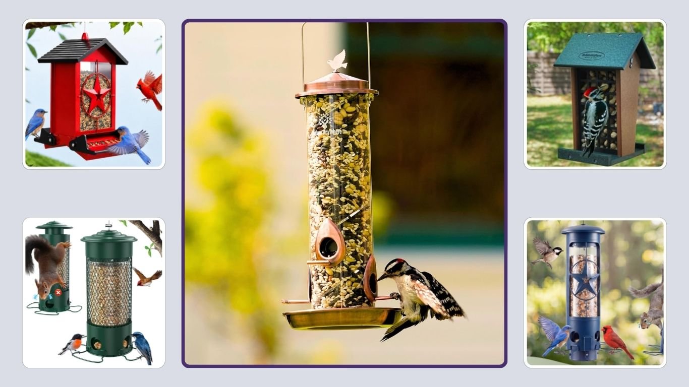 10 Best Blue Jay Bird Feeders for Backyard Bird Watching