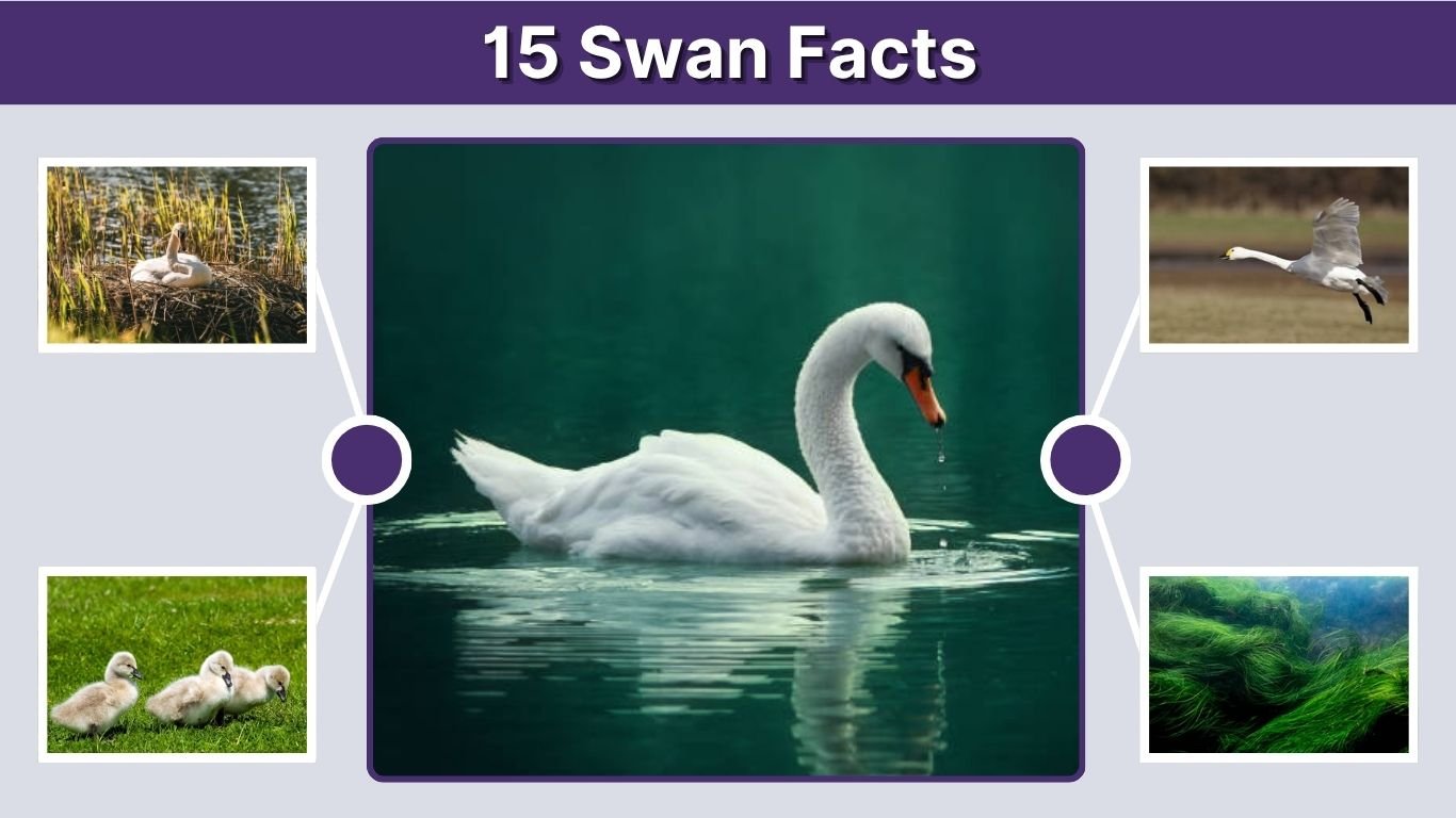 15 Swan Facts: Interesting Facts About These Graceful Birds