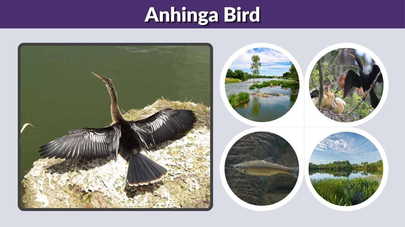 Anhinga Bird: Facts, Habitat, Diet, Calls & Identification
