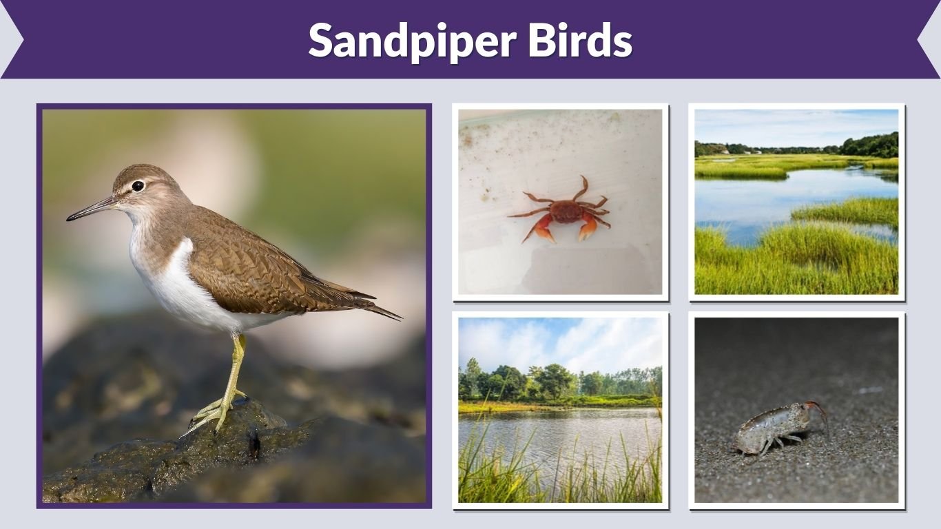 Sandpiper Birds: Diet, Habitat, Types & Identification