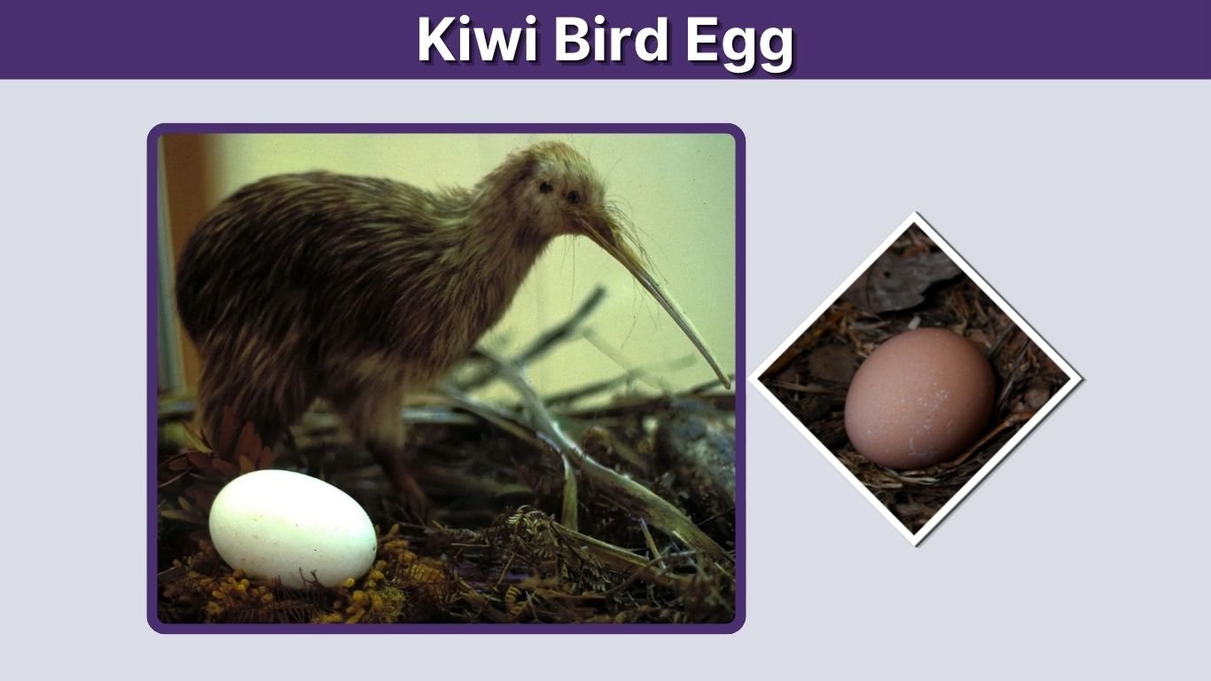 Kiwi Bird Egg: Size, Weight, Laying & Hatching Facts