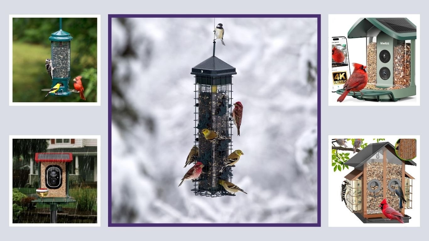 10 Best Bird Feeders for Backyard Bird Watching