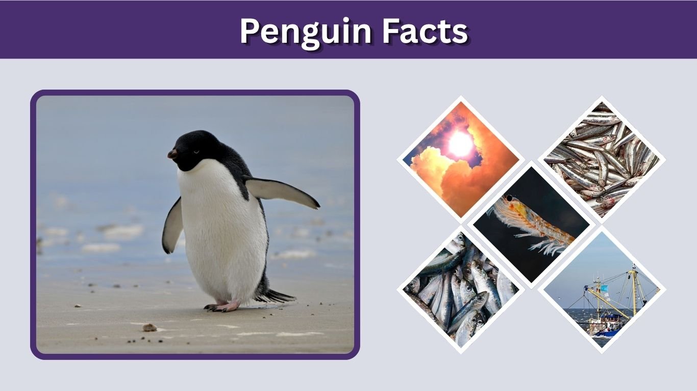 Penguin Facts: Species, Habitat, Diet & Life Cycle