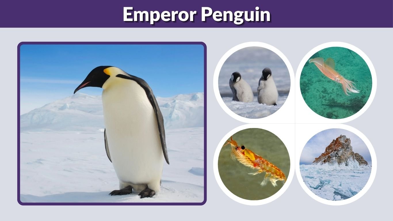 Emperor Penguin: Facts, Size, Habitat, Diet & Life