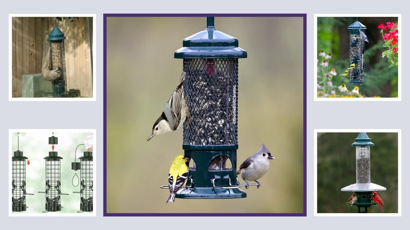 5 Best Squirrel-Proof Bird Feeders for Backyard Birds