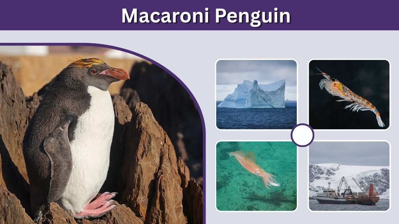 Macaroni Penguin: Facts, Habitat, Diet, Size & Life