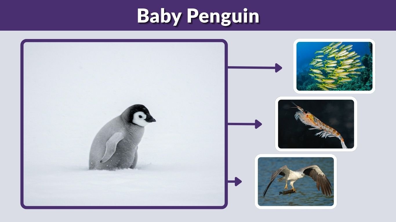 Baby Penguin: Facts, Growth, Diet, and Emperor Chicks