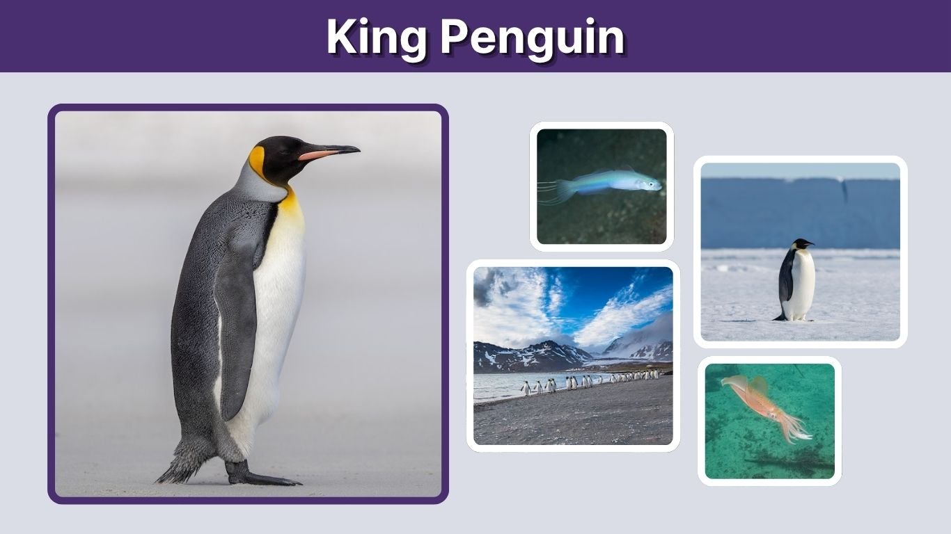 King Penguin: Facts, Habitat, Diet, Size & Life Cycle
