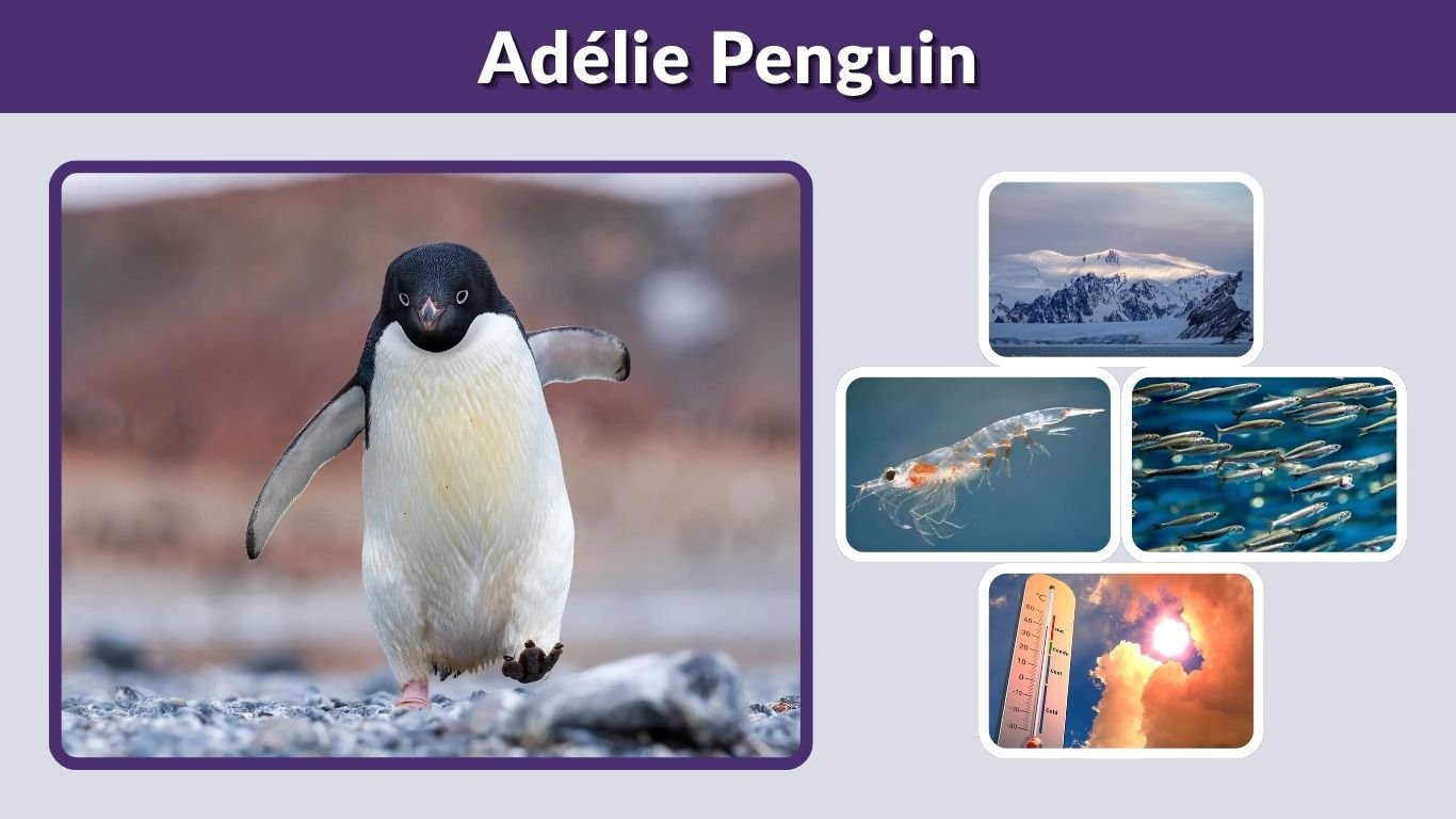 Adélie Penguin: Facts, Habitat, Diet, Size & Life Cycle