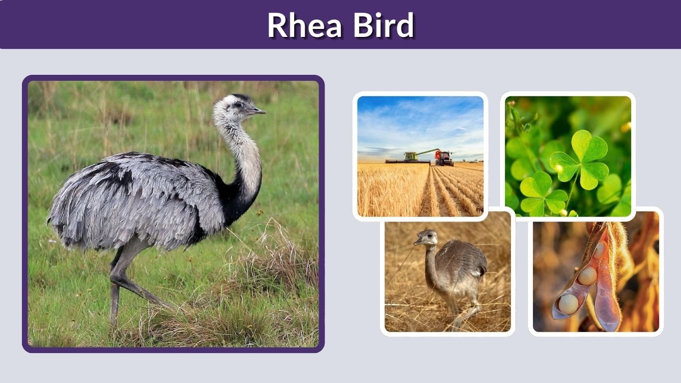 Rhea Bird: Size, Habitat, Diet, Lifespan and Facts