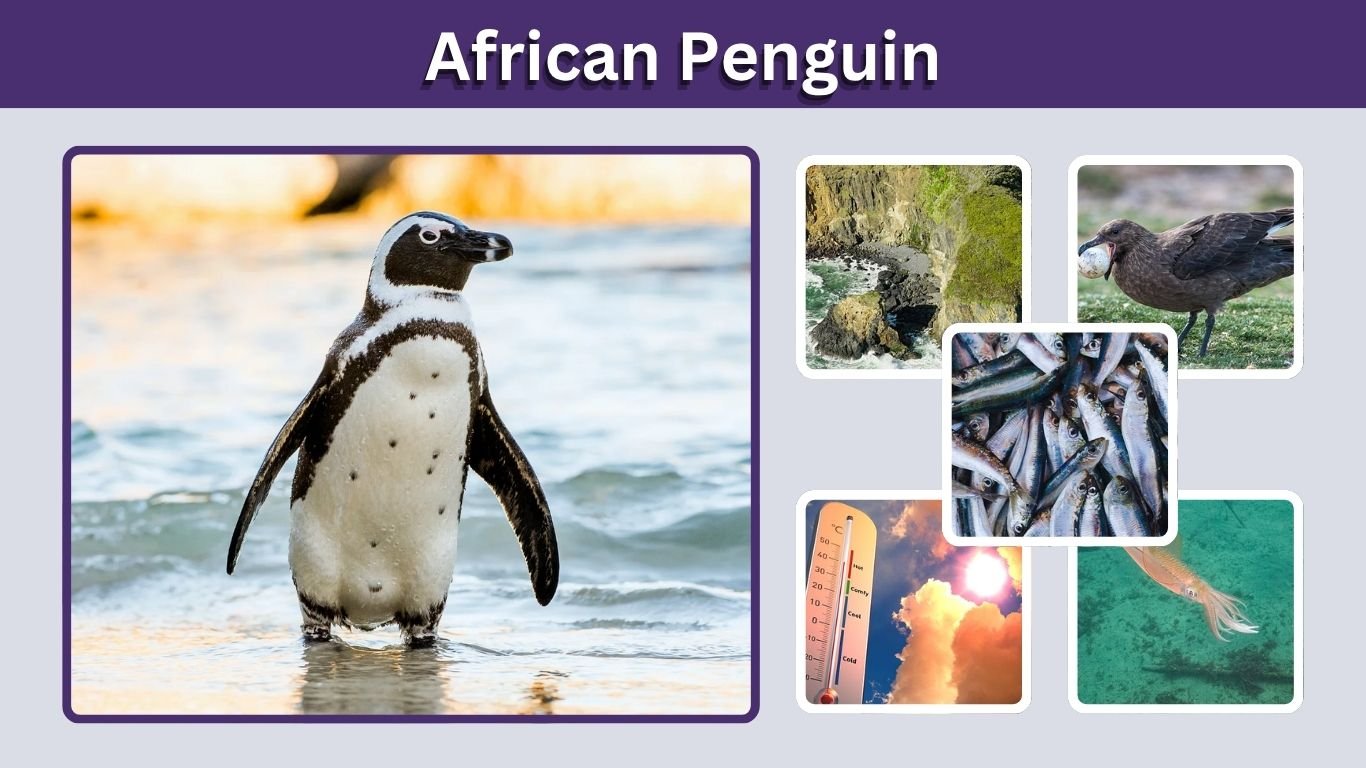 African Penguin: Habitat, Diet, Facts & Conservation