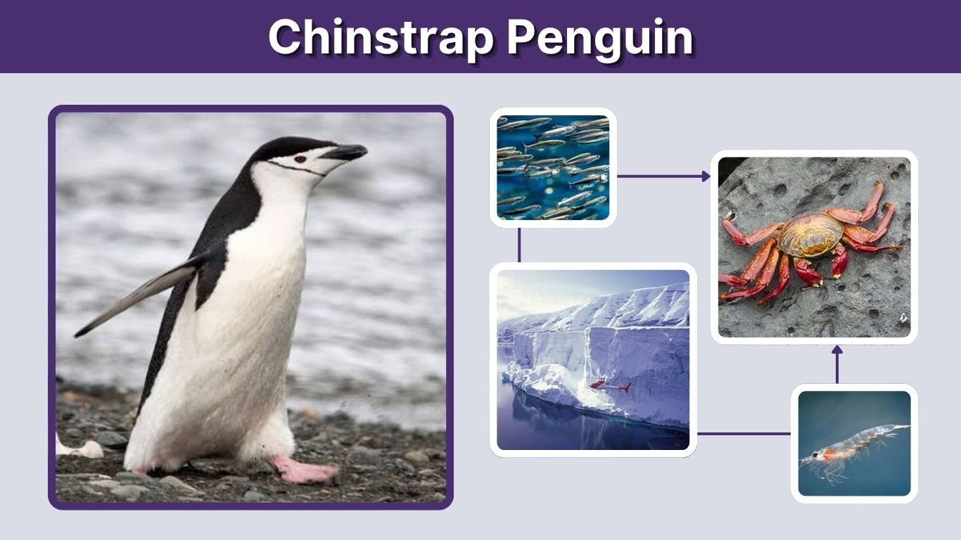 Chinstrap Penguin Facts, Habitat, Diet, Size & Lifespan