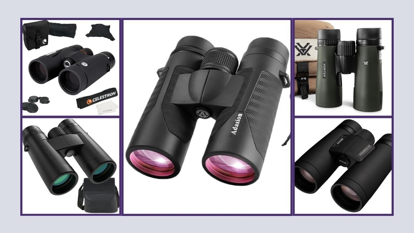 13 Best Binoculars for Bird Watching for Clear, Sharp Views