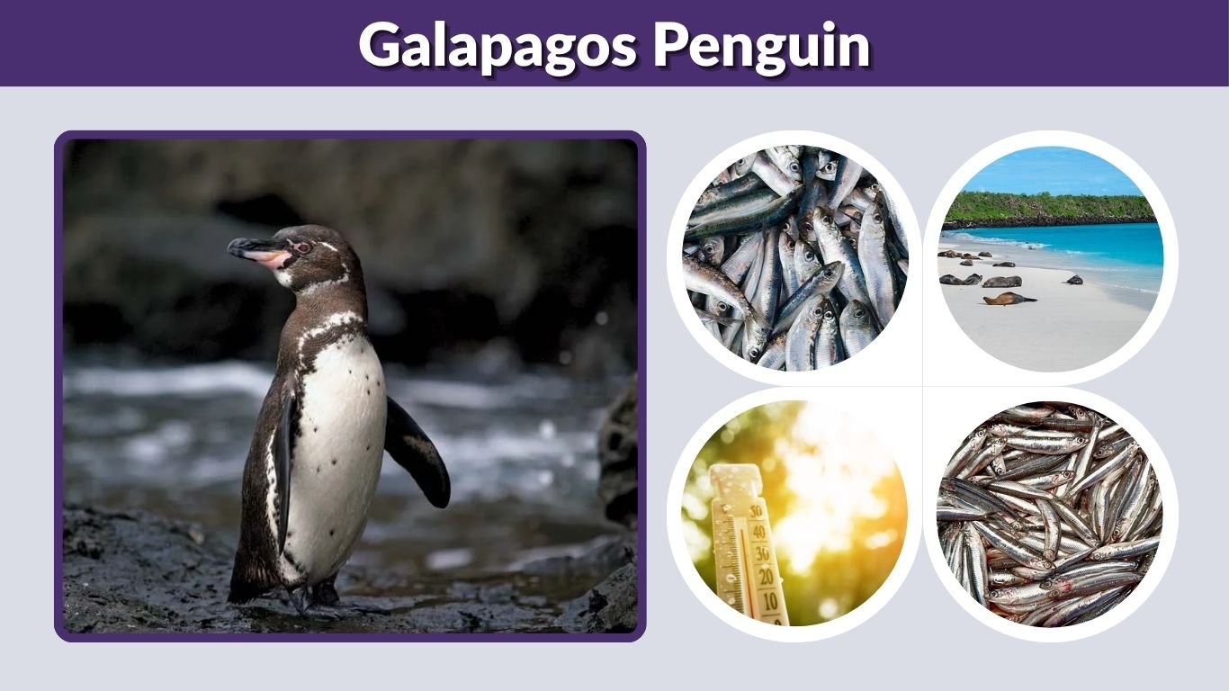 Galapagos Penguin: Habitat, Diet, Facts & Conservation