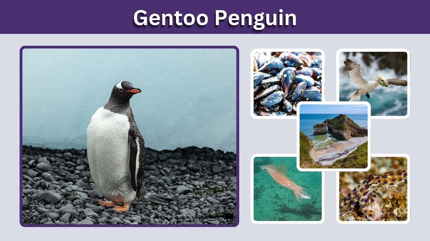 Gentoo Penguin: Habitat, Diet, Size, Facts & Life Cycle