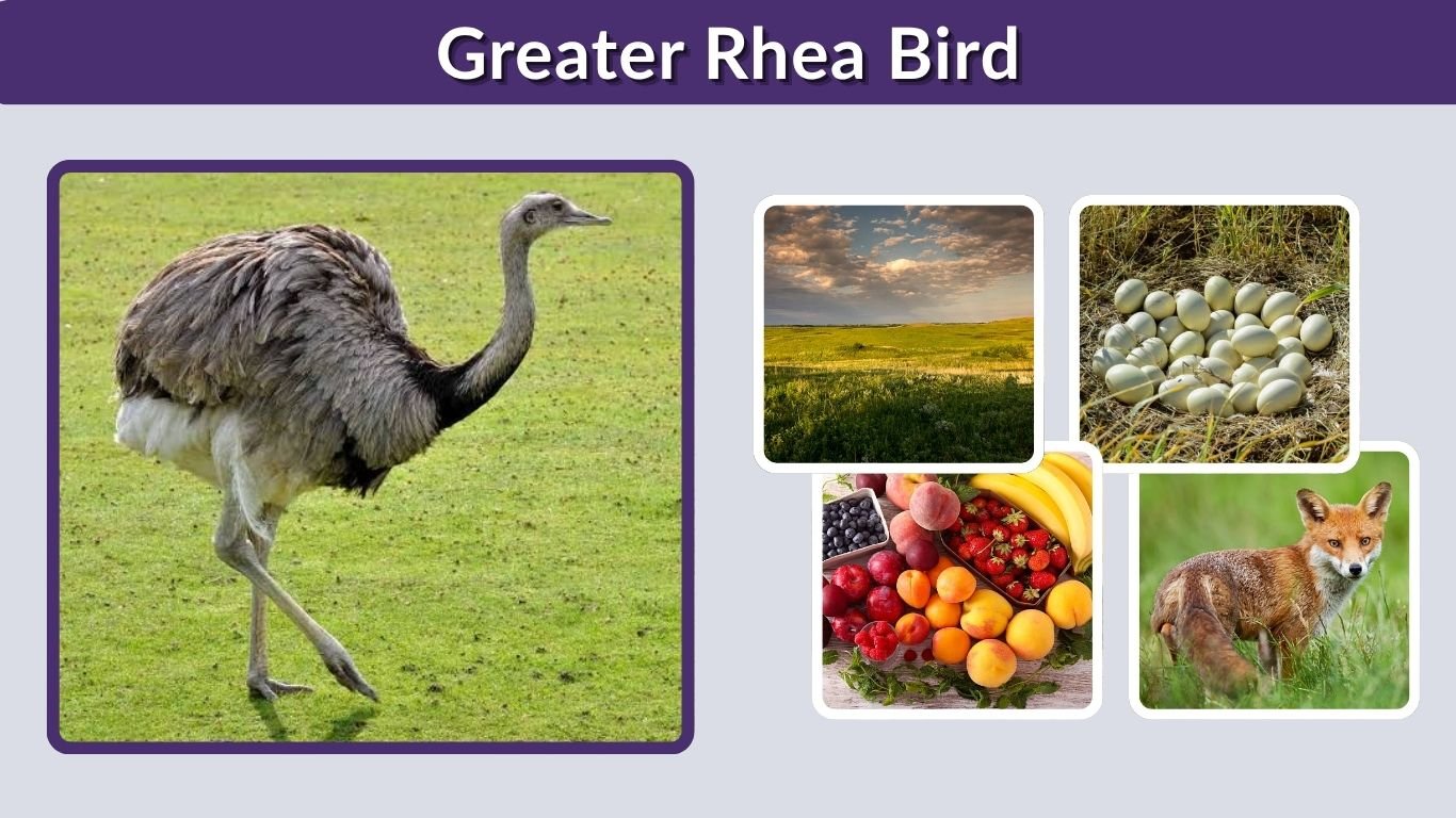 Greater Rhea Bird: Habitat, Diet, Size, Facts & Behavior