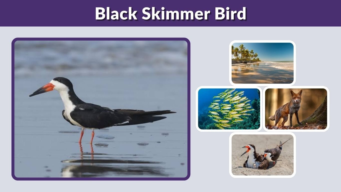 Black Skimmer Bird: Habitat, Range, Nesting and Facts