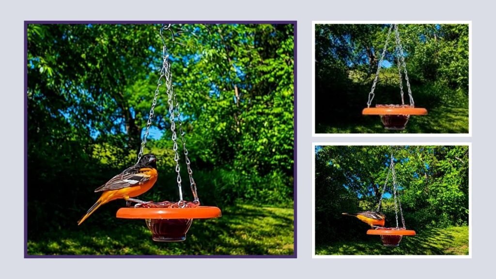 Orange Baltimore Oriole Hanging Feeder