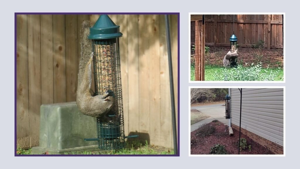 Squirrel Buster Classic Squirrel-Proof Bird Feeder
