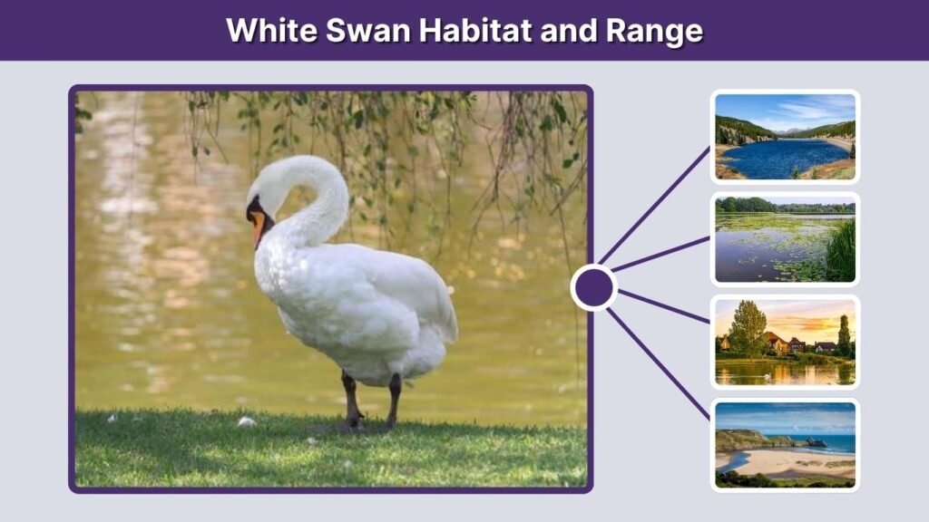 White Swan Habitat and Range