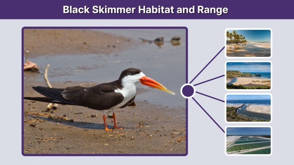 Black Skimmer Habitat and Range