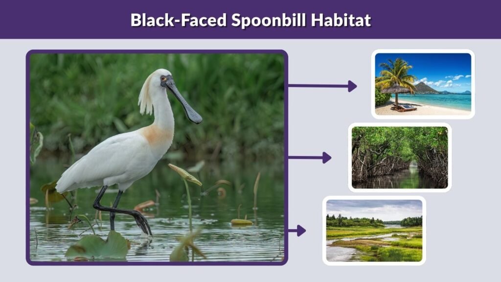 Black-Faced Spoonbill Habitat