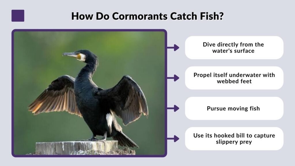 How Do Cormorants Catch Fish?