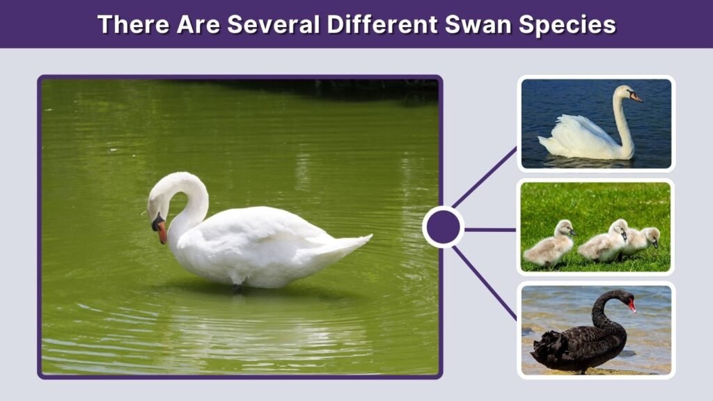 There Are Several Different Swan Species
