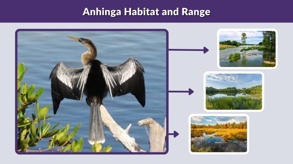 Anhinga Habitat and Range