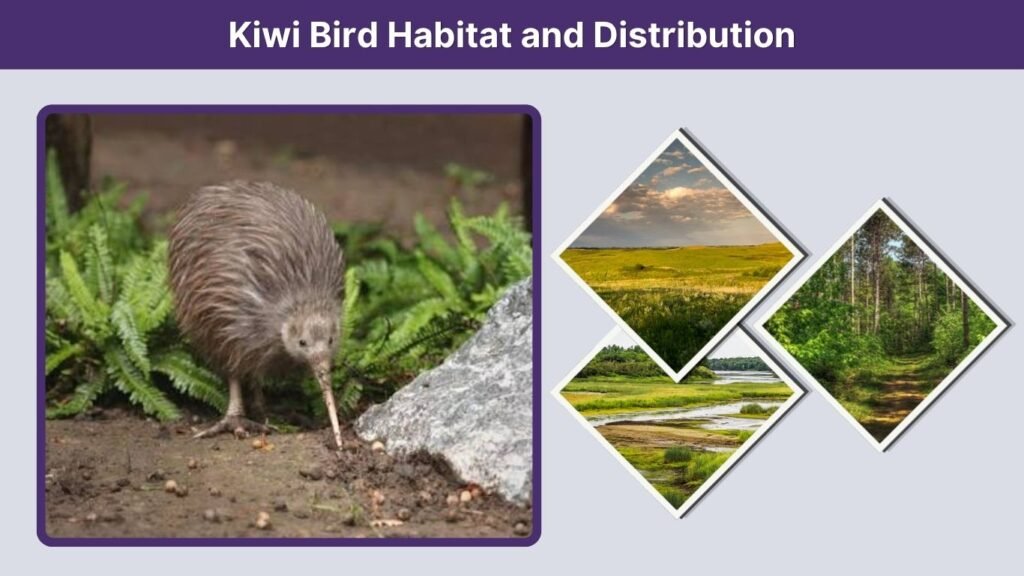 Kiwi Bird Habitat and Distribution
