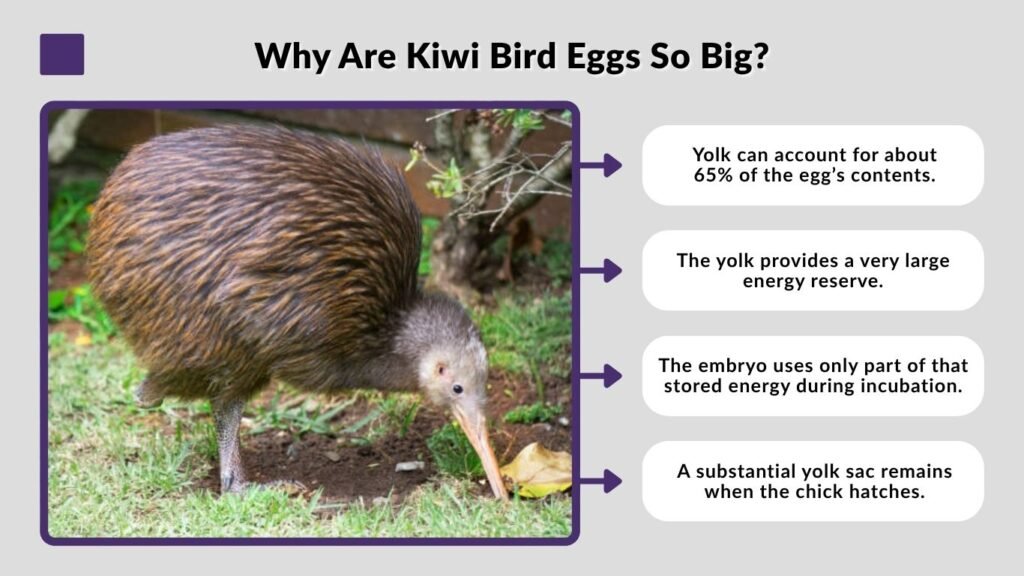 Why Are Kiwi Bird Eggs So Big?