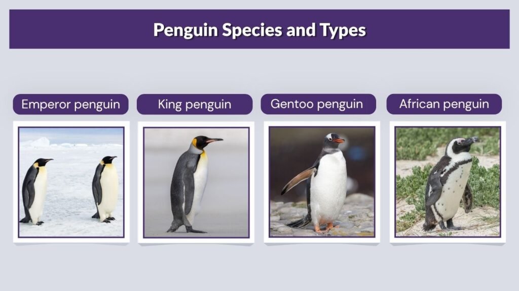 Penguin Species and Types