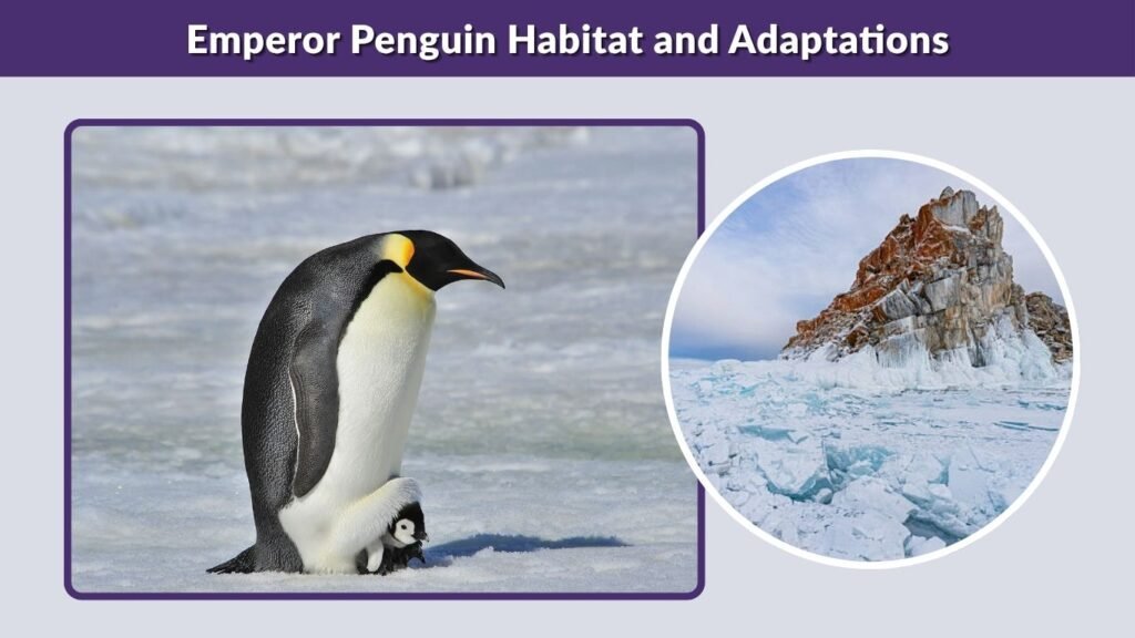 Emperor Penguin Habitat and Adaptations