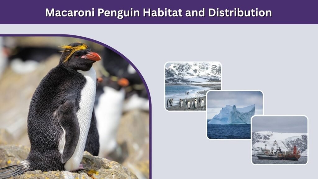 Macaroni Penguin Habitat and Distribution