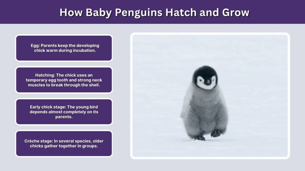 How Baby Penguins Hatch and Grow