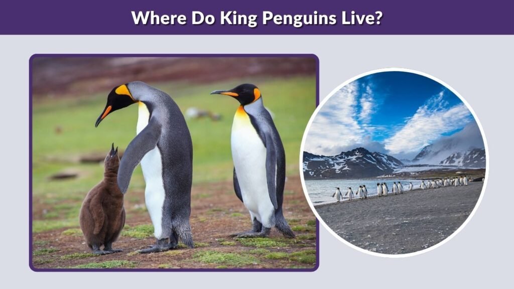 Where Do King Penguins Live?