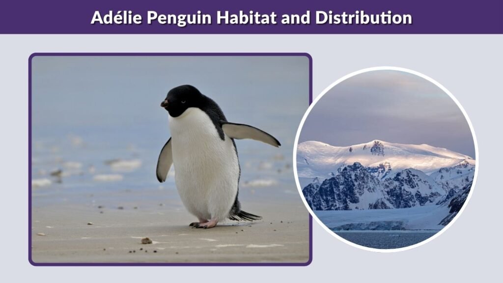 Adélie Penguin Habitat and Distribution